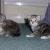 Maine coon babies for sale
