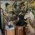 Excellent quality Taxidermy Mounts available for sale