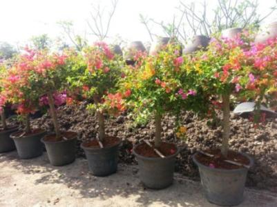 SHAHED CARGO & CLEARING