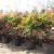 SHAHED CARGO & CLEARING