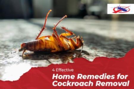 Pest Control DIY Solution