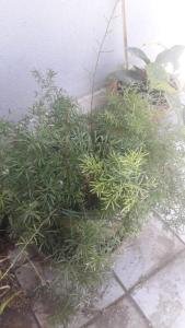 fern