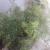 fern
