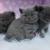 British Shorthair Kittens whatsapp number