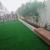 GARDEN PLANTS AND LANDSCAPING COMPANY DUBAI