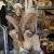 Excellent quality Taxidermy Mounts available for sale