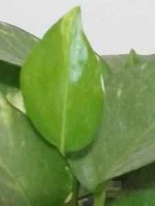 NEED FREELANCE VISA FROM A LISTED COMPANY