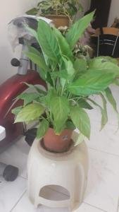 Peace lily