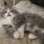 Vet Checked – Persian Kitten Free for Adoption.