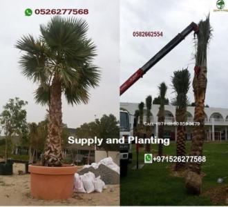 Palm Tree Supply and Planting in Dubai