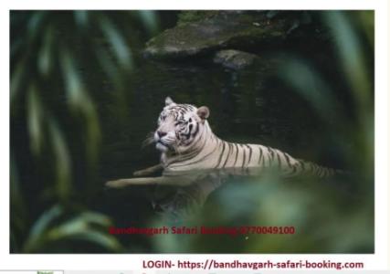 bandhavgarh Safari ticket