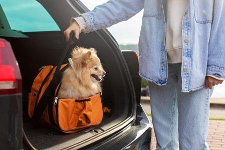 Pet Relocation & Shipping Company in Dubai