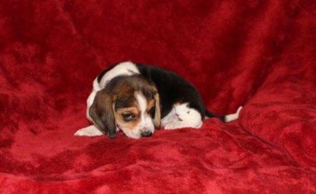 Registered beagle puppies looking for a good and caring home