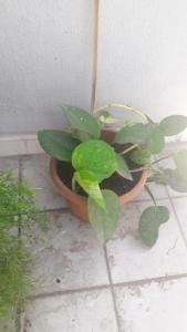 Money plant