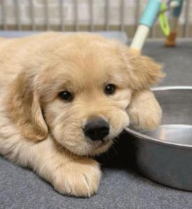 FULLY VETTED GOLDEN RETREIVER PUPPY FOR ADOPTION